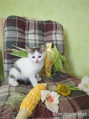 hübscher kleiner Kater  Bild 2