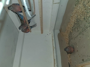 Schönsittiche und Bourkesittiche  Bild 3
