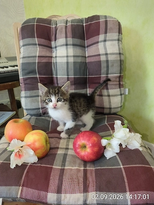 dunkler Kater 