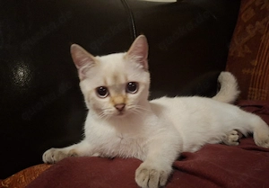 Verkauf unserer Bkh Katze