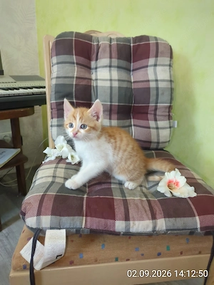 traumhafter Kater 