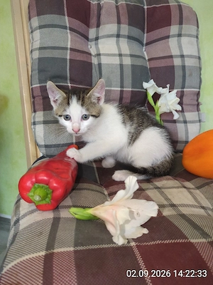 Kätzchen Kater hell