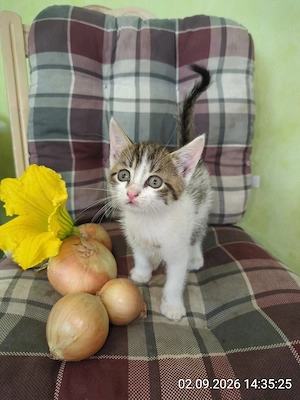 Katze weiblich 