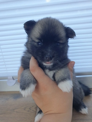Liebevolle Pomsky-Welpen suchen ihr Zuhause  Bild 3