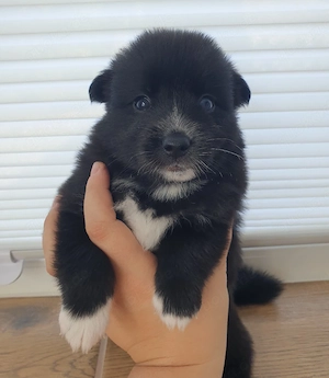 Liebevolle Pomsky-Welpen suchen ihr Zuhause  Bild 5