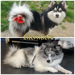 Liebevolle Pomsky-Welpen suchen ihr Zuhause  Bild 9