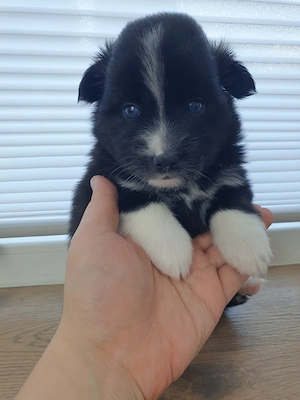 Liebevolle Pomsky-Welpen suchen ihr Zuhause  Bild 7