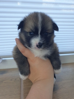 Liebevolle Pomsky-Welpen suchen ihr Zuhause  Bild 2