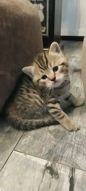 Britisch Kurzhaar Mix noch 2 Kitten abzugeben  Bild 2