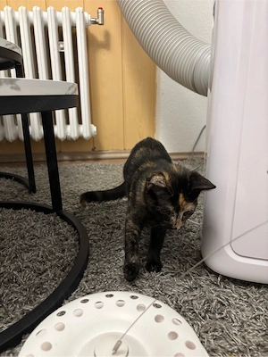 Süße 16 Wochen alte Schildpatt-Katze sucht liebevolles Zuhause 