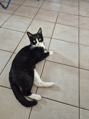 Katze schwarzweiß 