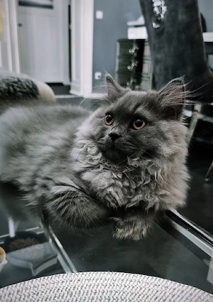Prächtiger BLH Kater in Blau ab sofort!