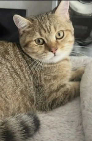 Bkh Kitten Stammbaum Golden Shaded  Tabby ABHOLBEREIT Komplett Geimpft Entwurmt Impfausweis 