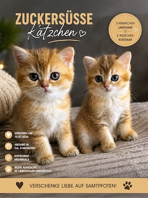    Süße Kitten suchen bald ein liebevolles Zuhause     