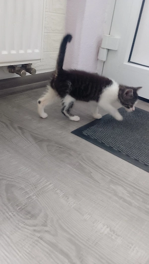 zwei baby Kätzchen 