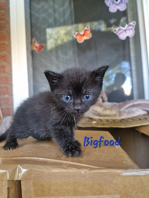 3 süße Katzenbabys abzugeben