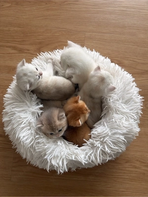 Britisch Kurzhaar *bkh* kitten golden silver shaded tabby zu verkaufen!