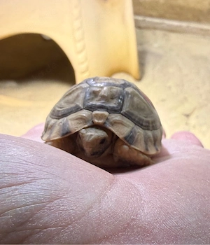 Ägyptische Landschildkröten Testudo kleinmanni zu verkaufen Bild 9