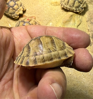 Ägyptische Landschildkröten Testudo kleinmanni zu verkaufen Bild 10