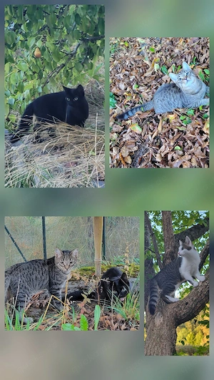Vier liebevolle Kitten suchen ein liebevolles Zuhause bevorzugt mit gesichertem Freigang