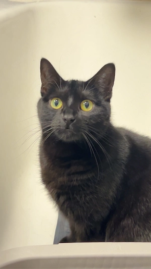 Schwartze Katzen Dame sucht für immer ein neues schöne liebe volle zuhause.