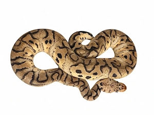 0.1 Pastel Sugar Clown