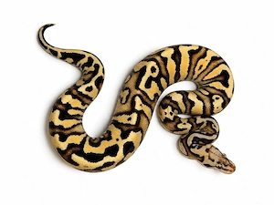 0.1 Pastel Vanilla YB het Clown