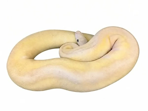 0.1 Pastel Enchi YB Clown 