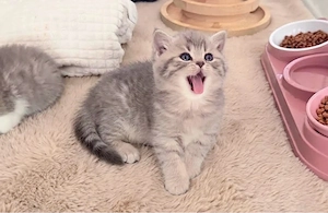 Zucker süsse Reinrassige Bkh Kitten