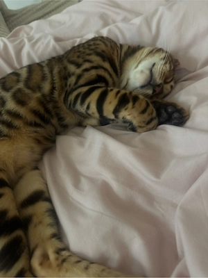 Bengalkitten abzugeben