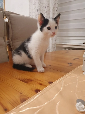 babykatze männlich  Bild 1