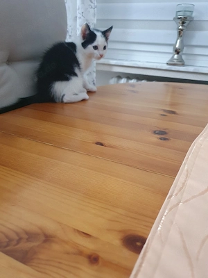 babykatze männlich  Bild 4