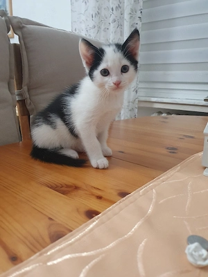 babykatze männlich  Bild 3