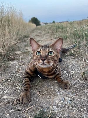 Bengalkater 