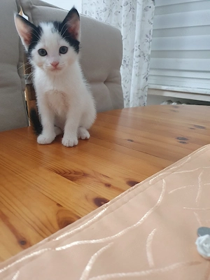 babykatze männlich  Bild 2