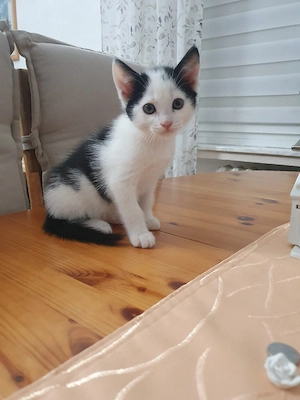 babykatze männlich  Bild 5