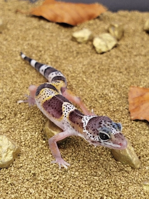 Hamm! Leopardgecko Nachzucht 2026 Black Night Cross