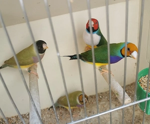 Gouldsamadinen  Bild 3