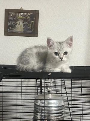    BKH   BLH Kitten suchen liebevolles Zuhause 