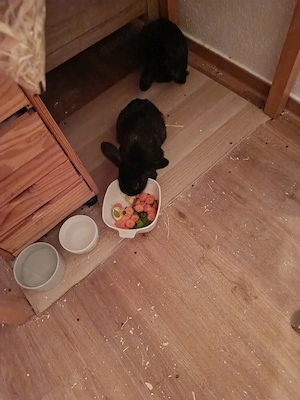 Kaninchen Brüder zu verschenken mit viel Zubehör