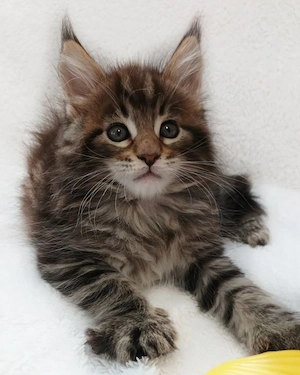 Hallo, Süße typvolle Maine Coon Kitten ohne P. suchen ein sehr gutes Zuhause.