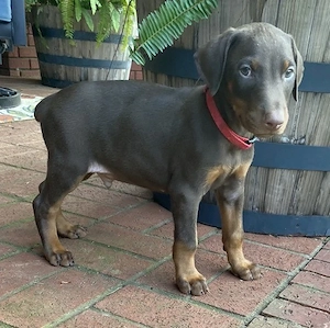 Dieser Welpe ist ein Dobermann, bekannt für seine Treue und Intelligenz