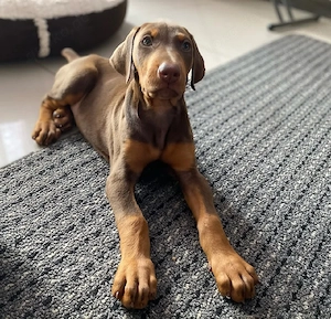 Entdecken Sie bezaubernde Dobermannwelpen