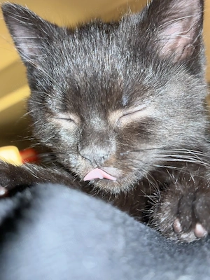 Dringend! schwarzes Kitten abzugeben 