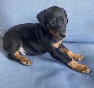 Unsere bezaubernden Dobermannwelpen