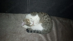 babykatze Faye sucht ein neues Zuhause 