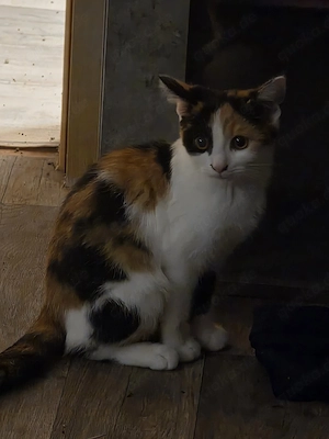 Kleine Bkh mix  Katze abzugeben 