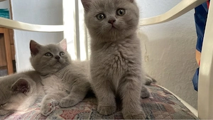 wunderschöne bhk kitten abgabe bereit 