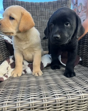 Labradorwelpen zu adoptieren. 