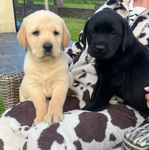 Labradorwelpen zu adoptieren. 